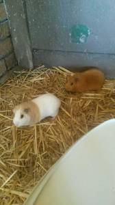 Capri Preprimary School Pets